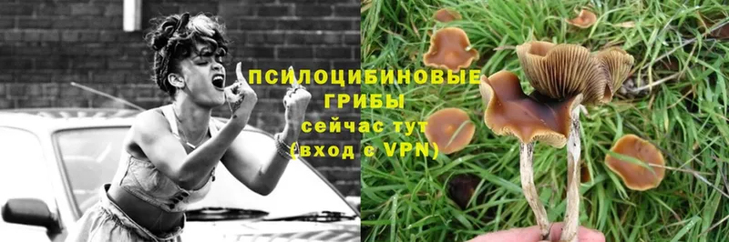 Псилоцибиновые грибы Psilocybine cubensis  цены наркотик  Бокситогорск 